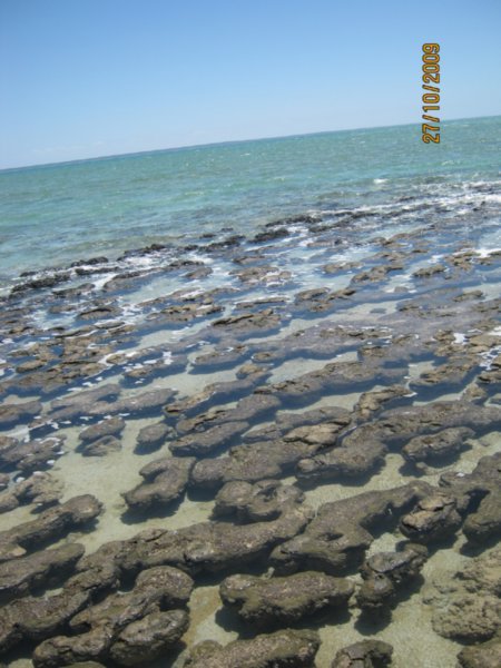 40  27-10-09    The Stromatolites at Hamelin Pool