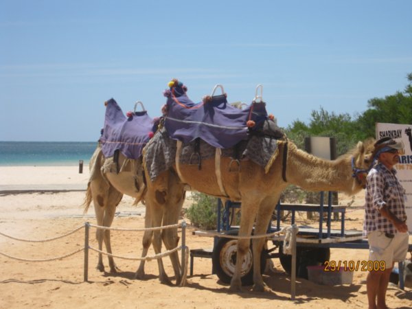 17  29-10-09  The Camel Rides on the beach at Monkey Mia