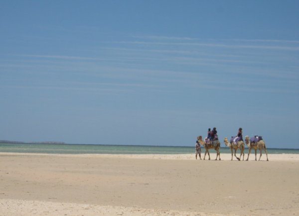 19  29-10-09  The Camel Rides on the beach at Monkey Mia