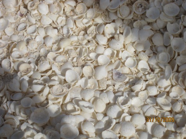 52     31-10-09    The beach is made up of Cockle shells at Shell Beach at Denham