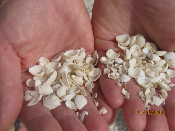 53     31-10-09    The beach is made up of Cockle shells at Shell Beach at Denham