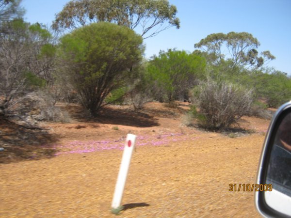 57      31-10-09     Wildflowers on the road to Kalbarri, Den was going too fast