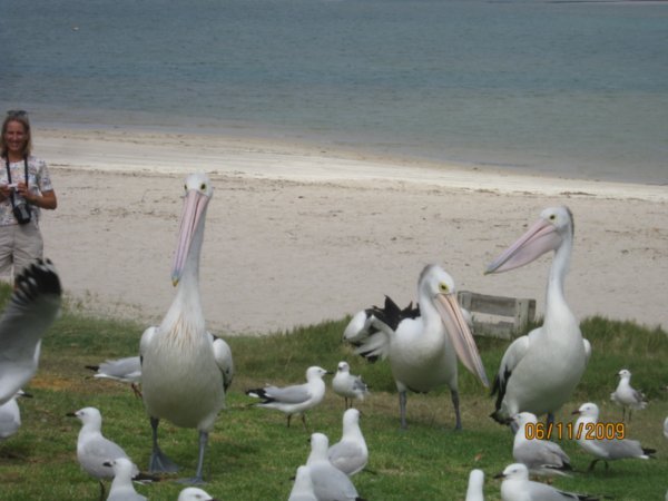 71    6-11-09     Feeding of the Pelicans at Kalbarri