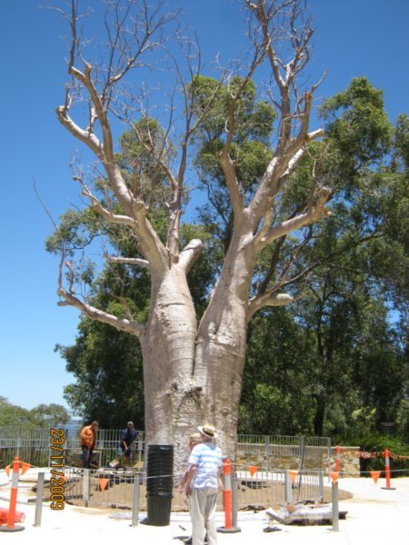 44    23-11-09     The Boab Tree transported in the Botanical Gardens Perth