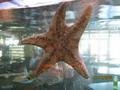 26   1-12-09     Starfish in the Tank at the resturant at the Harbour Fremantle