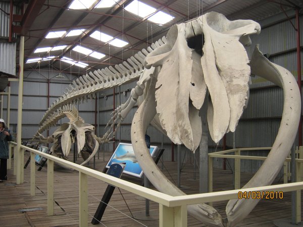 19    4-3-10  Skeleton of a whale  Whale World