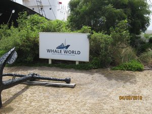 33    4-3-10    Whale World