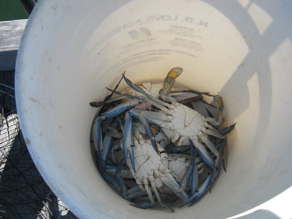 10   25-3-10  A fishemans crab catch Smoky Bay SA