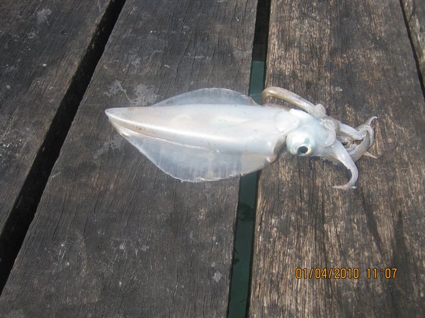 2   1-4-10   Cherys Squid at Louth Bay SA