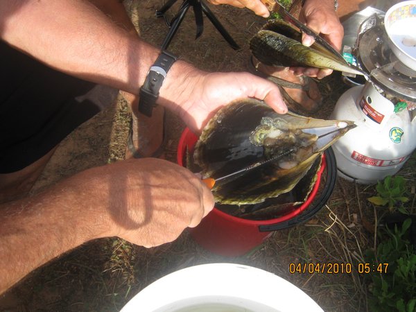 22   4-4-10   The boys cleaning Razor Fish at Louth Bay SA