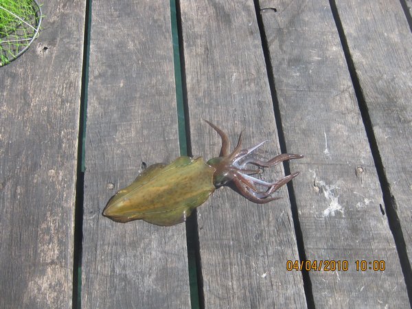 28  4-4-10   My first squid at Louth Bay SA