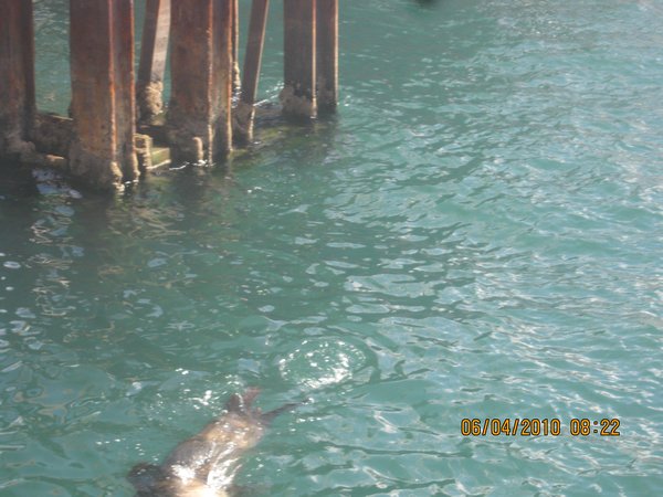 29   6-4-10   The Sea Lion at Port Lincoln Pier SA