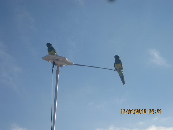 36   10-4-10   The birds at camp  Whyalla SA