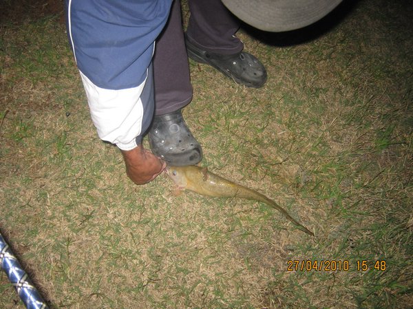 13  27-4-10  Dens Catfish at Moorook SA