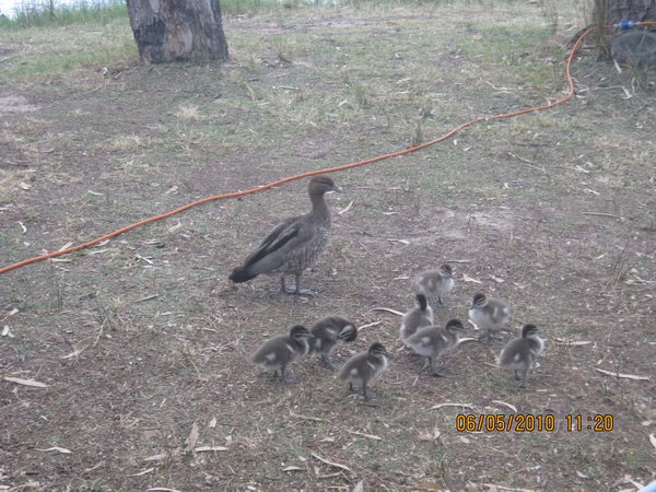 15   6-5-10   The ducks at the park Mildura Vic