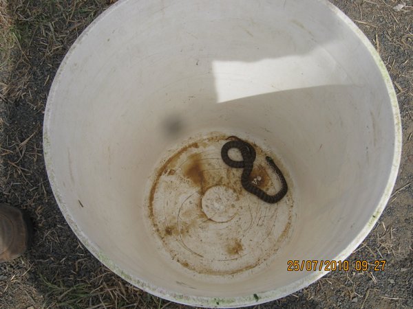 1f   25-7-10  A poisionous snake we caught on the field at Gundy.