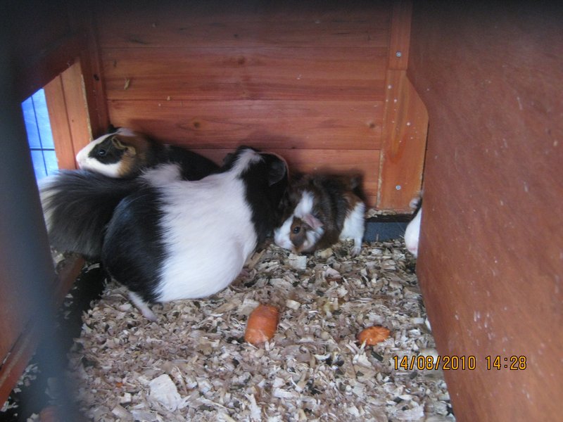 12    14-8-10  The Guinea Pigs Mum & weeks old Babies.