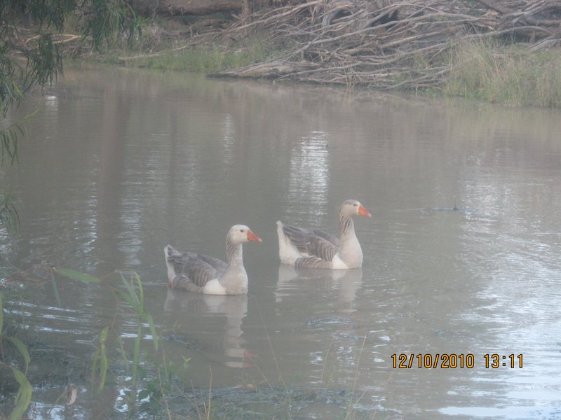 86  12-10-10   The Girls Val's Geese loving the flooded creek