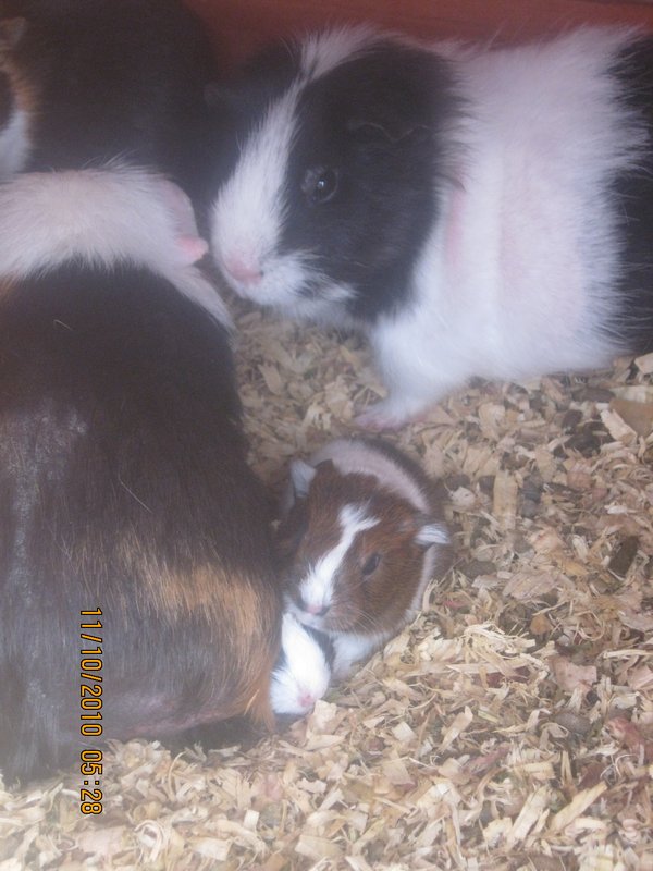 85  11-10-10   Two of the 3 new Guinea Pigs