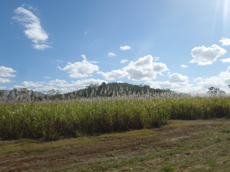 3a 25-7-11 Sugar Cane on way to Cairns