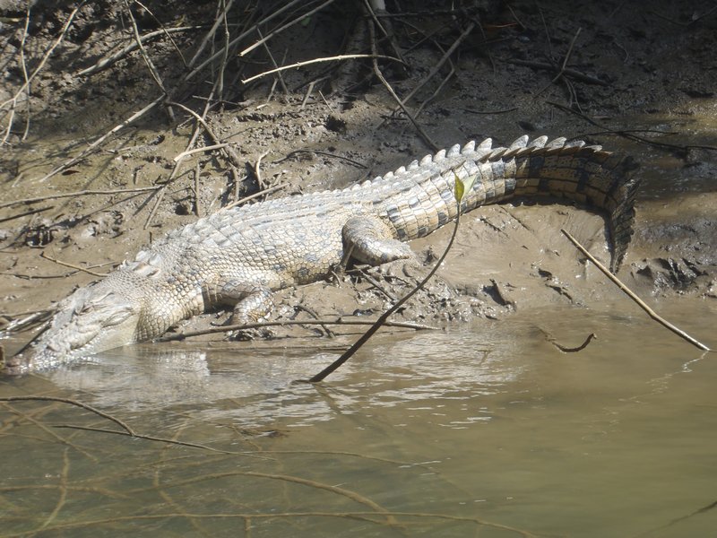 88   24-8-11   Crocodile Tour on the Daintree River