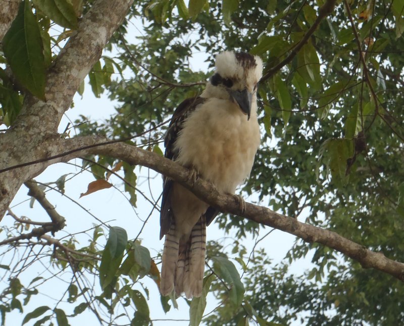 161a   27-8-11  Kookaburra at Lake Tinaroo