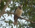 161a   27-8-11  Kookaburra at Lake Tinaroo