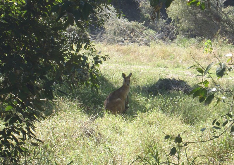 11a   19-9-11  A Kangaroo & Joey at Takarakka