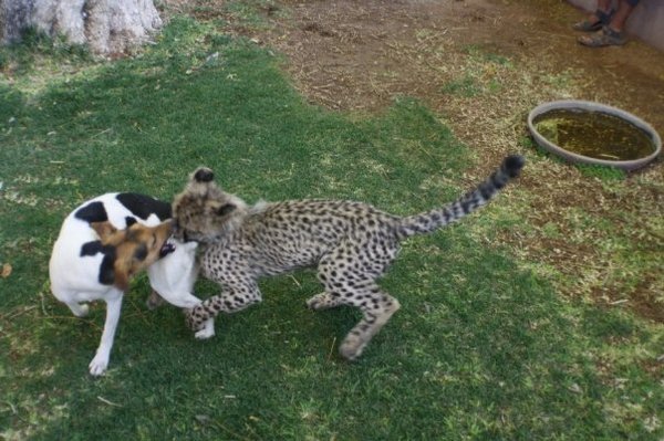 Cheetah & Jack1