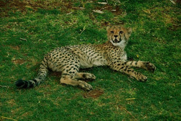 cheetah cub1