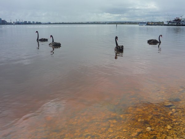 Famous Black swans of Perth
