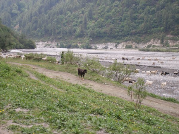 Herd of sheep and goats, south of Marpha, Nepal