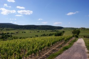 Vineyard in the wine trail