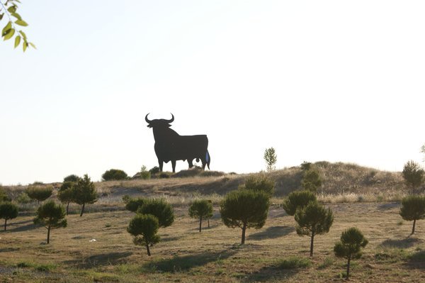 Random cardboard bulls all across Spain
