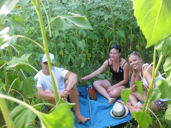 chillin in the sunflowers getting ready to rumble