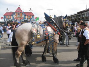 Some of the massive horses dressed in their Oktoberfest best