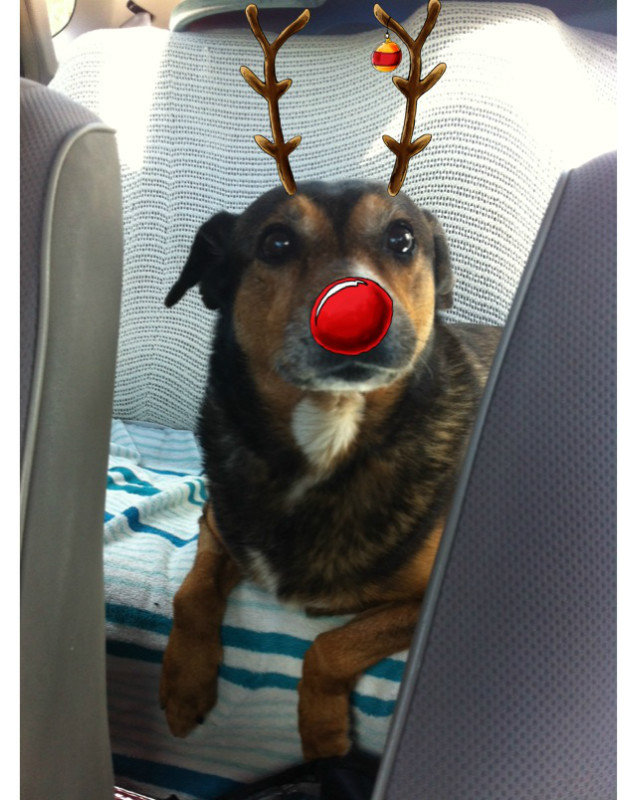 rudolph the red nose bailey