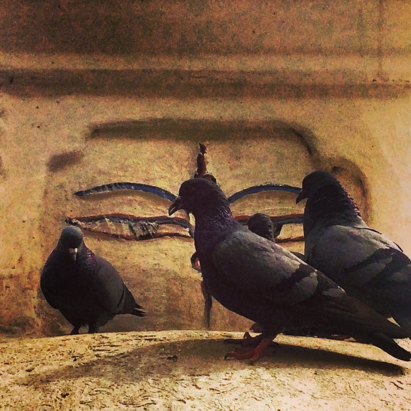 pigeons being watched