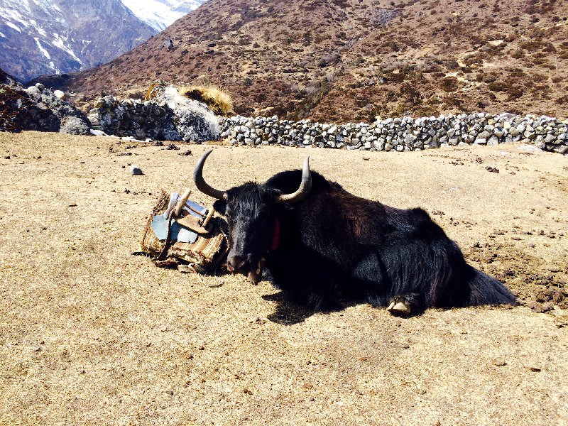 yak having a rest