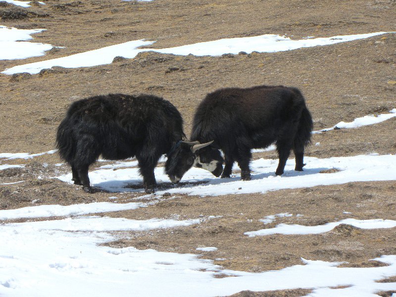 yak's staking their claims