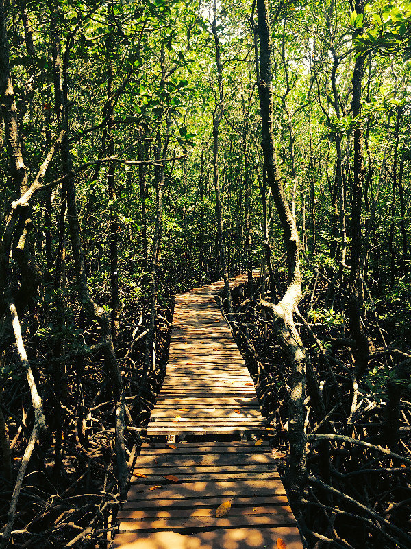 Mangrove walk on our half day tour