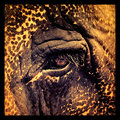 I see you - looking into the beautiful big eye of a local Samui elephant