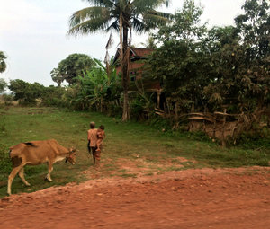 taking the cow for a morning walk