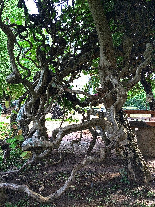 Unusual tree in the grounds of the Killing Fields