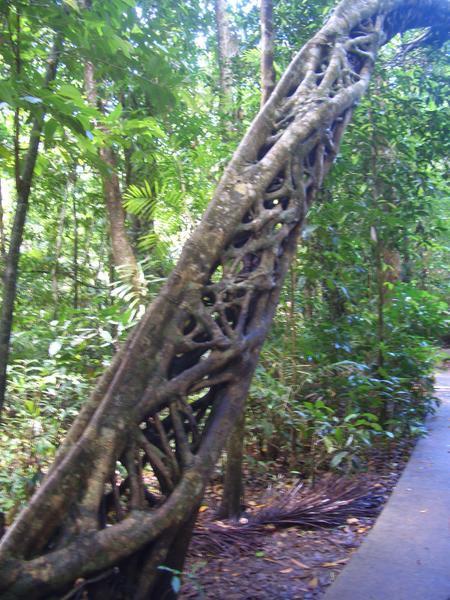 Parasitic tree strangling rainforest vines