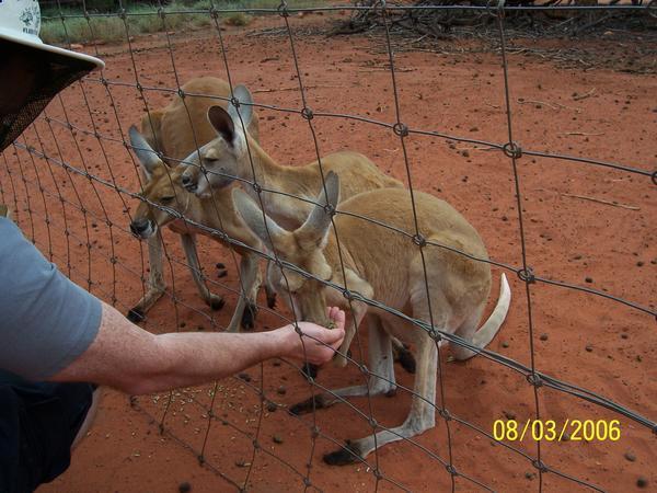 Steve feeding the kangaroos with Clara's bday cake