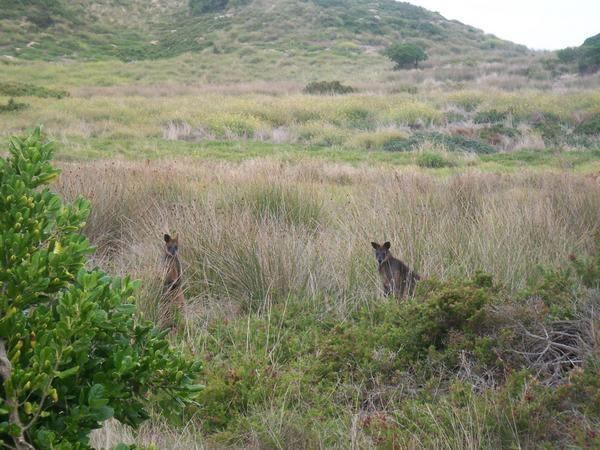 Wild kangaroos