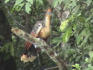 Hoatzin Hoatzin