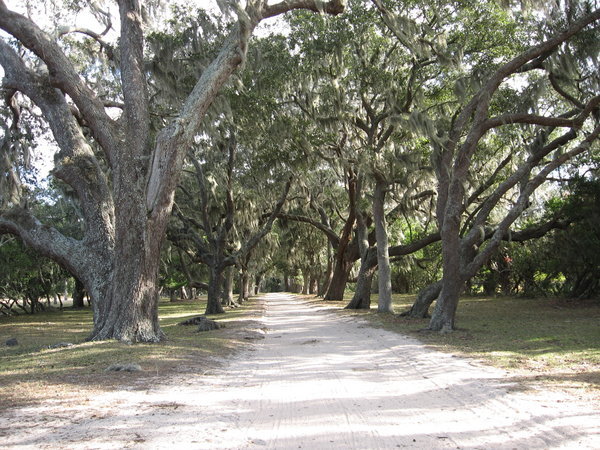 Live Oaks on Cuberland Island