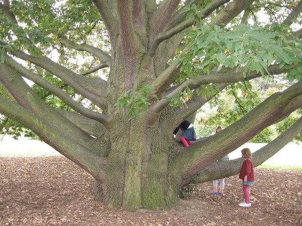 The Climbing Tree part 2